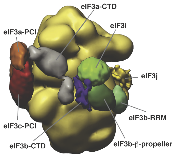 40S•eIF1•eIF3 translation initiation complex